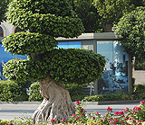 bonsai